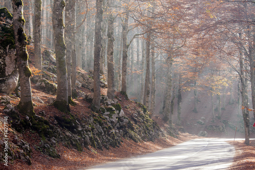 Obraz w ramie La strada nel bosco