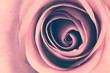 Close Up of Rose Petals - Bleach Filtered