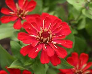 Wall Mural - red zinnia flower