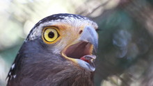 Eagle Closeup