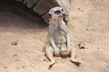 Meerkat Relaxing