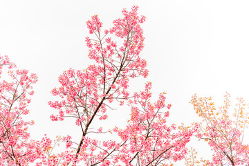 Wall Mural - wild himalayan cherry spring blossom on white background