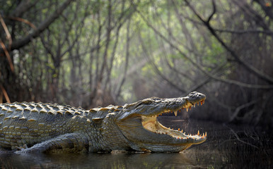 crocodile