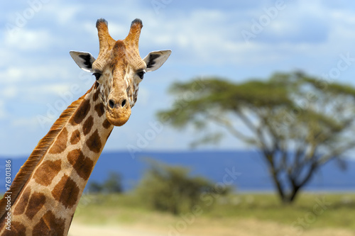 Naklejki żyrafa  zyrafa