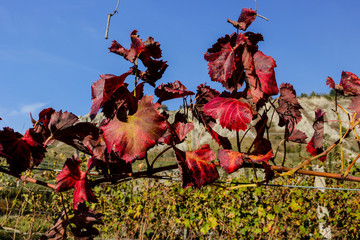 Wall Mural - Autumn grapevine leaves