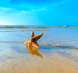 Sticker - Shell Beach Fish