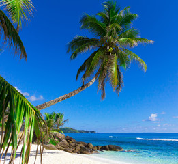 Wall Mural - Palm Scene Beach