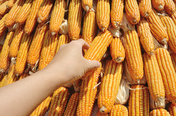 Poster - Yellow Corns hanging outdoor