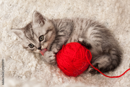 Fototapeta na wymiar nice kitten plays with threads