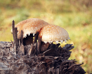 fungus