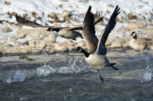 Canada Geese Taking Off From A Winter River