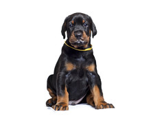 Cute Puppy Of Doberman Isolated On White