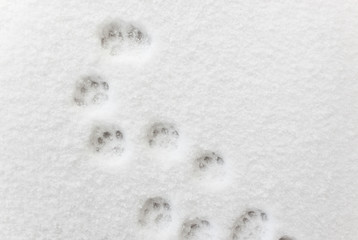 Сat footprints in the snow