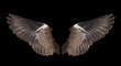 bird wing isolated on black background