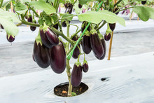 Purole Eggplant Fruit On Field Agriculture