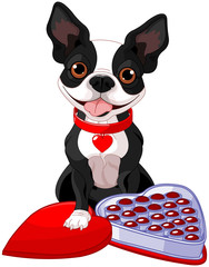 Wall Mural - Valentine day Boston terrier