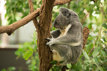 Wall Mural - an australian koala outdoors.