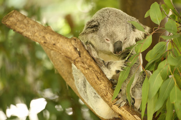 Wall Mural - an australian koala outdoors.