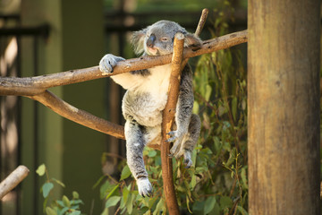 Wall Mural - an australian koala outdoors.