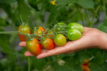 fresh tomatoes