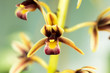 Cymbidium, Orchidaceae, Laos
