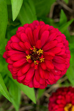 Red Zinnia Flower