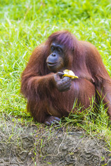 Orangutan in Sumatra, Indonesia