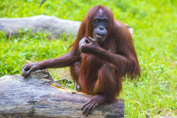 Wall Mural - Orangutan in Sumatra, Indonesia