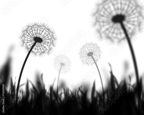 Dandelion backgroound