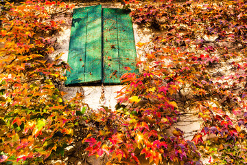 Wall Mural - Boston ivy and old window