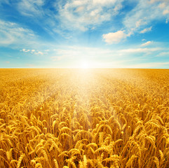 Wall Mural - field of wheat