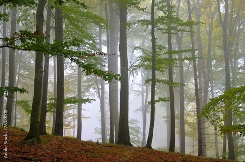 Plakat na zamówienie Buchenwald im Nebel - beech forest in fog 11