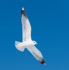 Wall Mural - big white bird fly