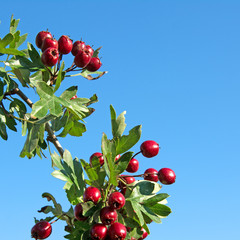 Wall Mural - Weißdorn - Crataegus