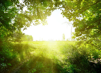 Wall Mural - path in the forest