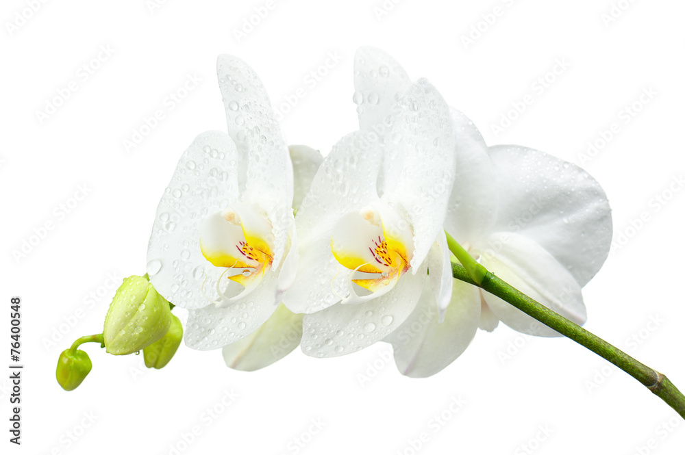 Five day old orchid with water droplets isolated on white. - obrazy, fototapety, plakaty 
