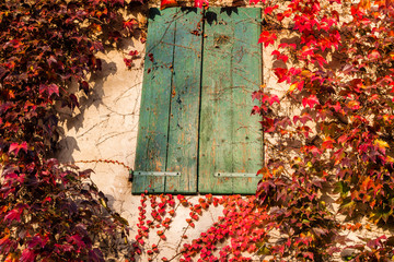 Wall Mural - Japanese creeper and old window