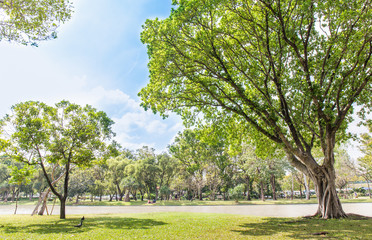 Green park with the sky