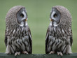 Great grey gray owls