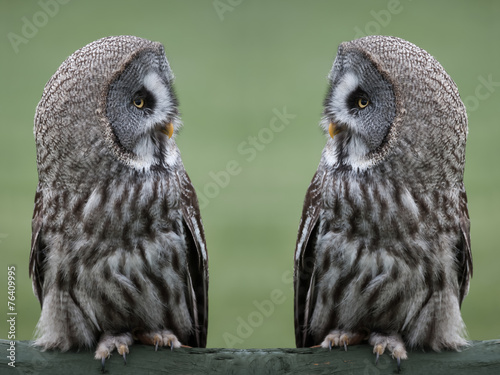 Great grey gray owls Poster Mural XXL