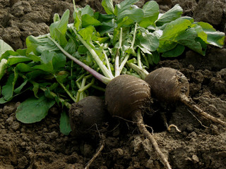 Wall Mural - fresh harvested black radishes