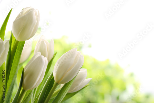 Naklejka na szafę White Tulips