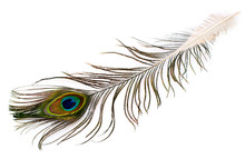 Peacock Plume