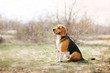 Funny beagle dog