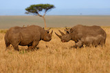 Fototapeta Sawanna - Black Rhino Family fighting at sunrise in Masai Mara, Kenya