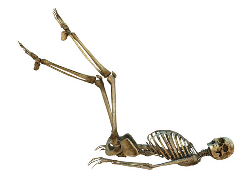 Human Skeleton