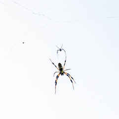 2 spiders in cobweb