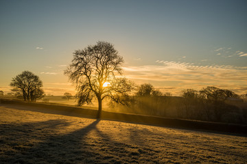 Wall Mural - frosty tree silhouette at sunrise