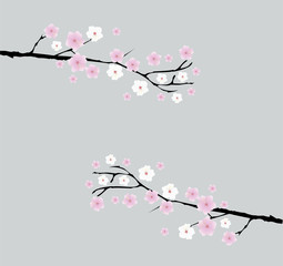 Canvas Print - Cherry Blossom