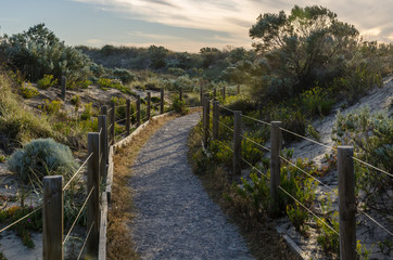 Wall Mural - Fenced walkway through dunes